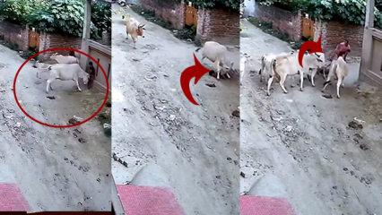 Hindistan'da ineğin saldırdığı &ccedil;ocuğu &ccedil;evredekiler kurtardı