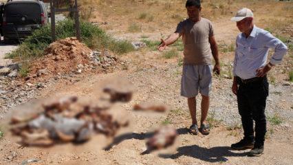 Gaziantep'te yol kenarına bırakılan at kafatası ve kemikleri hayrete d&uuml;ş&uuml;rd&uuml;