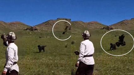 Hedefini şaşıran kaya kartalı k&ouml;peği avlamak istedi