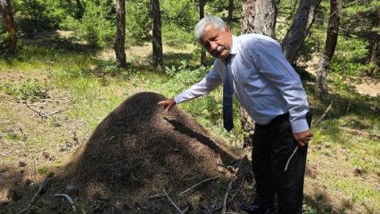 Dev karınca yuvasını g&ouml;ren d&ouml;n&uuml;p bir daha baktı! Tam bir metre boyunda...