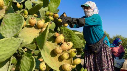 Toplaması &ccedil;ile, tadı doyumsuz! Kilosu 30 liradan satışa &ccedil;ıktı 