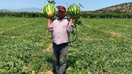 Alın terini zayi etmedi! &Ccedil;ift&ccedil;i, bir yıllık hasadını b&ouml;yle kurtardı 