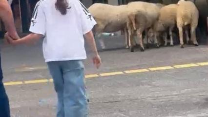 L&uuml;ks AVM'nin bah&ccedil;esindeki koyunlar kamerada