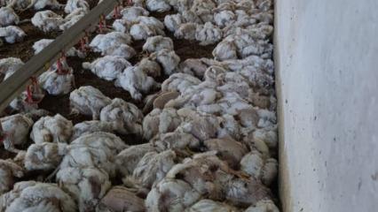 &Uuml;reticiyi kahreden arıza! 4 bin tavuk telef oldu