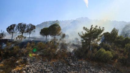 Antalya'da orman yangını: Kontrol altına alındı!