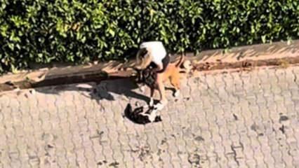 Adana&rsquo;da dehşet! Pitbull kediyi par&ccedil;aladı, sahibi &ldquo;Polisi aramayın&rdquo; diye yalvardı