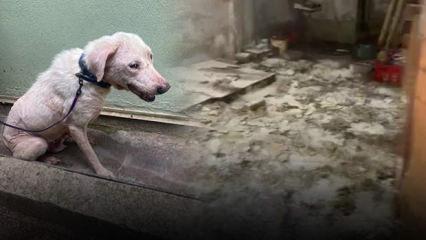 Bursa'da sokağı istila ettiler! Hayvanların &ccedil;ığlıkları duyuluyor iddiası 