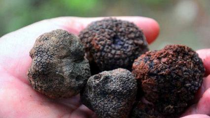 Toprağın altındaki servet! Eğitimli k&ouml;peklerle bulunuyor: Değeri altınla yarışıyor