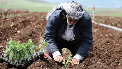 T&uuml;rkiye'nin 81 ilinde yetişen tarım &uuml;r&uuml;nleri! Tarlasına eken paraya para demiyor