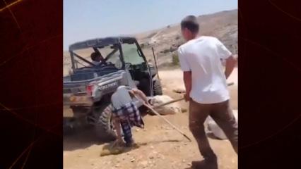 Batı Şeria'da insanlık dışı şiddet: Yahudi işgalci engelli Filistinliyi darp etti!