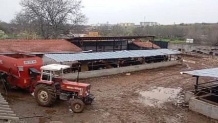 Hem koyunları &ccedil;aldı hem de aramasına yardım etti! Akıllara durgunluk veren olay