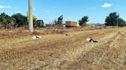 Tekirdağ'da g&ouml;&ccedil; yolundaki 30 leylek elektrik akımına kapılarak can verdi