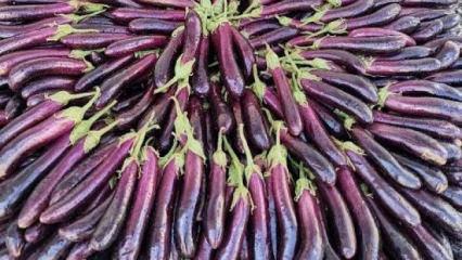 Tescilli Birecik Patlıcanı&rsquo;nda hasat başladı!