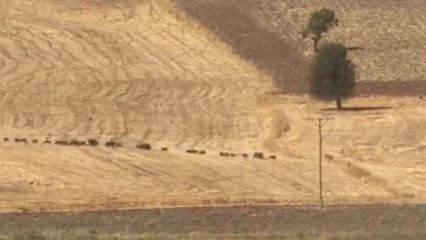 Tunceli&rsquo;de domuz s&uuml;r&uuml;s&uuml; g&ouml;r&uuml;nt&uuml;lendi