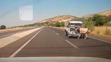 Yola fırlayan eşeğe kamyonet &ccedil;arptı: Havada metrelerce savruldu!