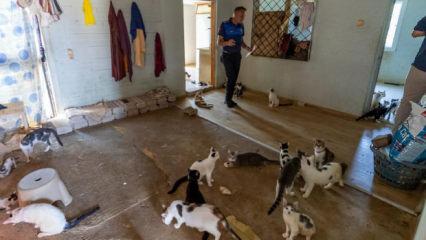 '&Ccedil;&ouml;p ev' ihbarına giden ekipler adreste 100 kedi buldu