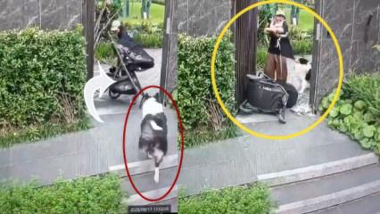 Evcil hayvanını korumaya &ccedil;alışan anne &ouml;z evladını unuttu!İşte trajikomik anlar