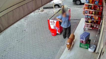 İzmir'de pitbull dehşeti! Kadının işaret parmağını kopardı