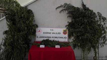 Kamu arazisine kenevir ekti, bitkileri sularken yakayı ele verdi