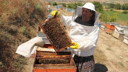 Tarlada bir kovan buldu 450 kovanlık &ccedil;iftliğe d&ouml;n&uuml;şt&uuml;rd&uuml;