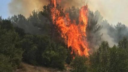 Muğla'da &ccedil;ıkan orman yangınına m&uuml;dahale ediliyor