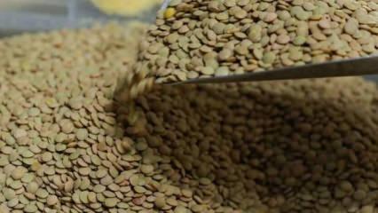 TMO yeşil mercimek alımına dair esasları a&ccedil;ıkladı