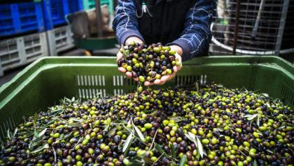 T&uuml;rkiye'nin 40 yıllık zeytin markası iflasın eşiğinde: Mahkemeden 1 yıllık m&uuml;hlet!