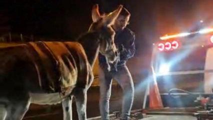 Ankara'da şoke eden olay! Protokol Yolu'na &ccedil;ıkan eşek otoparka &ccedil;ekildi