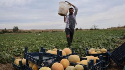 Tarladan direkt vatandaşa sattı: Fiyatı 15 lira ucuzladı!