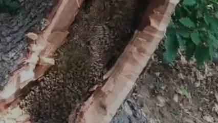  Bing&ouml;l&rsquo;de ağa&ccedil; kovuğundan kilo kilo &ccedil;ıkartıldı 