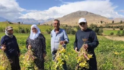 Coğrafi işaretli lezzette hasat başladı! Tarlada kilosu 125 TL