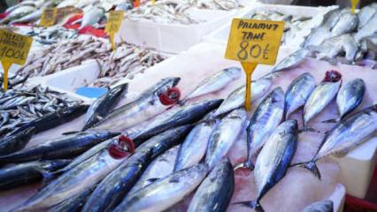 Palamut patlaması: Tanesi 80 TL