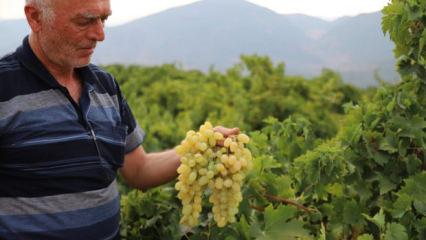 Tarlada 20 markette 80 lira! Hasat başladı