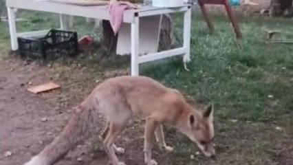 Tavuğunu yiyen tilkiye b&ouml;yle hesap sordu: Utanmıyor musun?