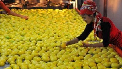 TİGEM a&ccedil;ık artırmayla 1010 ton limon satacak!