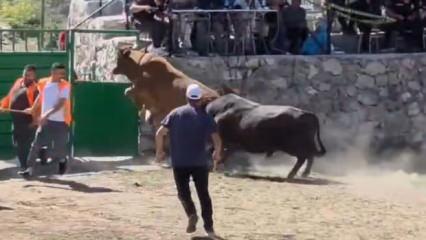 Artvin'de g&uuml;reşten ka&ccedil;an boğa, demir kapıdaki boşluktan arenanın dışına atladı