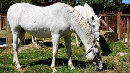 B&uuml;y&uuml;kada'da kullanımı yasaklanan atların akıbeti belli oldu