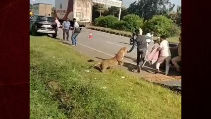 Yaralı leopar kendisine yardım etmek isteyenlere dehşeti yaşattı