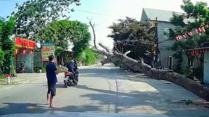 Vietnam'da kesilen ağa&ccedil; motosikletlinin &uuml;zerine devrildi: Bir &ouml;l&uuml;
