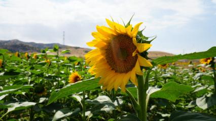 &Ccedil;ift&ccedil;iye ikinci kazan&ccedil; sağlıyor! Buğday hasadının ardından ekildi