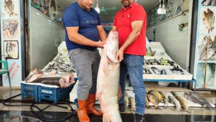 1,5 metre uzunluğunda dev balık tezgaha &ccedil;ıktı!