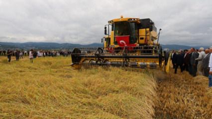 Aylardır bu anı bekliyorlardı: &Ccedil;eltik hasadı başladı!