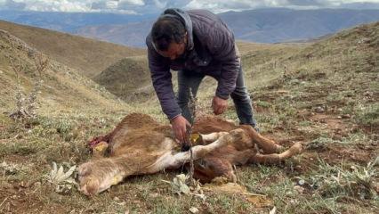 Erzincan'da besiciyi şoke eden manzara: Buzağılarını par&ccedil;alanmış halde buldu