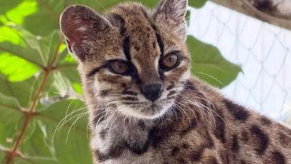 Yeni bir kedi t&uuml;r&uuml; keşfedildi