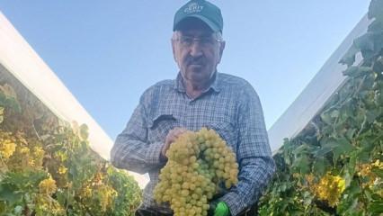 Manisa'da şaşkına &ccedil;eviren hasat: Dev salkım 5,5 kilogram 