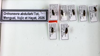 Erzurum&rsquo;da yeni bir t&uuml;r keşfedildi: Profes&ouml;r &ouml;len oğlunun adını verdi