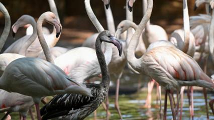 Gaziantep'teki Flamingo Adası b&uuml;y&uuml;yor: Sayıları 52'ye ulaştı