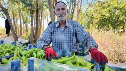 86 yaşında &uuml;retime devam ediyor: G&uuml;nl&uuml;k 6 ton satıyor
