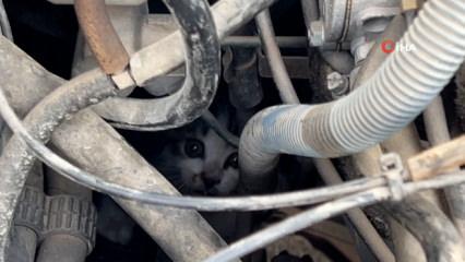 Sivas'ta otomobil kaputuna sıkışan yavru kedi kurtarıldı