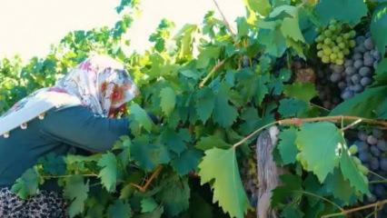 Tadını bilen tezgaha koşuyor: Hasat başladı! Fiyatı yarı yarıya d&uuml;şt&uuml;